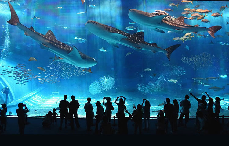 ওকিনাওয়া অ্যাকুরিয়াম, জাপান : জাপানের এই অ্যাকুরিয়ামটি বিশ্বের অন্যতম সেরা অ্যাকুরিয়াম। এটি দেখেতে প্রতিদিন অসংখ্য দর্শনার্থী ছুটে আসেন।