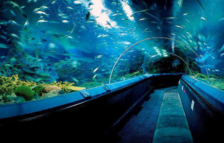 সাংহাই ওসেন অ্যাকুরিয়াম, চীন : এটি চীনের সবচেয়ে জনপ্রিয় অ্যাকুরিয়াম। এর সৌন্দর্য উপভোগ করার জন্য ভেতর দিয়ে রাস্তা তৈরি করা হয়েছে।