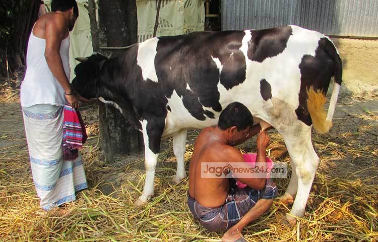 বাচ্চা ছাড়াই দুধ দিচ্ছে একটি অস্ট্রেলিয়ান গাভী। ঘটনাটি ঘটেছে শরীয়তপুর সদর উপজেলার আংগারিয়া ইউনিয়নের পশ্চিম পরশর্দি গ্রামের মো. হাবিবুর রহমান খানের বাড়িতে। ছবি : মো. ছগির হোসেন