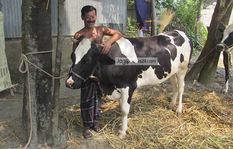 ২০১৬ সালের ফেব্রুয়ারি মাসে গাভীটি ক্রয় করেন ক্রয় করা হয়। তখন গাভীর বয়স ছিল ১ বছর ১ মাস। এখন গাভীর বয়স ২ বছর ৩ মাস। ছবি : মো. ছগির হোসেন