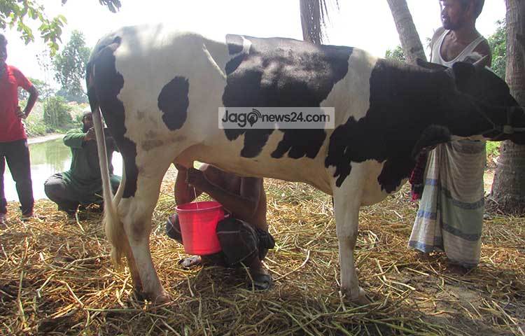 ২০১৭ সালের ৫ মার্চ গাভীর হিট আসলে প্রজনন ইঞ্জেকশন দেয়া হয়। ১৫ মার্চ গাভীর জ্বর আসে এবং গাভীর দুধ (বান) চাকা হয়ে যায়। বানে দুধ আসে। ছবি : মো. ছগির হোসেন