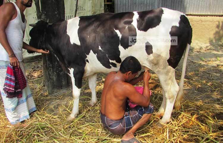 ২ মাস যাবত বাচ্চা ছাড়াই প্রতিদিন দুই কেজি করে দুধ দিচ্ছে গাভীটি। এলাকাবাসী এ ঘটনা শুনে গাভীটির দুধ টানা দেখতে ভিড় জমাচ্ছেন মো. হাবিবুর রহমান খানের বাড়িতে। ছবি : মো. ছগির হোসেন
