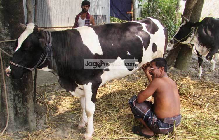 বাচ্চা প্রসব ছাড়া দুধ দেয়া এ গাভি দেখতে প্রাতিদিন অনেক লোক আসছেন। ছবি : মো. ছগির হোসেন