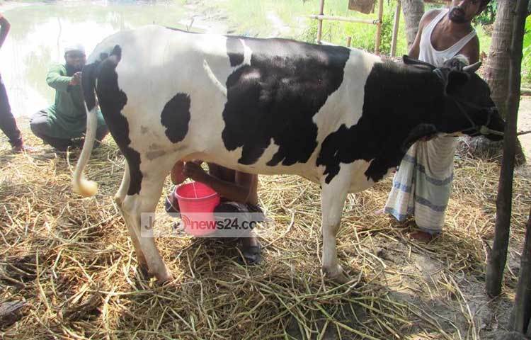 হরমনের পরিবর্তনের কারণে বাচ্চা প্রসব ছাড়া গাভীটি দুধ দিতে পারে বলে জানান শরীয়তপুর পশু হাসপাতালের কৃত্রিম প্রজনন সহকারী মো. রওশন আলী। ছবি : মো. ছগির হোসেন
