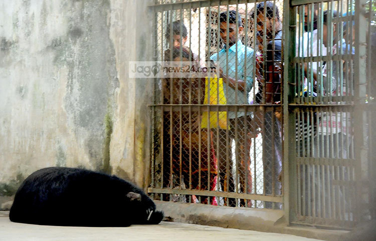 চিড়িয়াখানায় ভাল্লুক দেখছে উৎসুক দর্শনার্থীরা। সেই সঙ্গে ভাল্লুকের ছবি তুলছে কেউ কেউ। ছবি : বিপ্লব দিক্ষিৎ