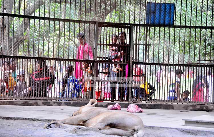 দর্শনার্থীরা চিতাবাঘ দেখছে। বাঘটি আপন মনে ঘুমিয়ে আছে।&nbsp; ছবি : বিপ্লব দিক্ষিৎ