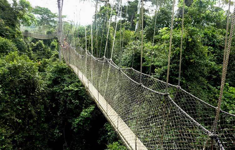 ঘানায় রয়েছে &lsquo;কাকুম ন্যাশনাল পার্ক ওয়াকওয়ে&rsquo; নামের এই সেতুটি। পাহাড়ি জঙ্গলের মধ্য দিয়ে এই সেতুটি চলে গেছে।