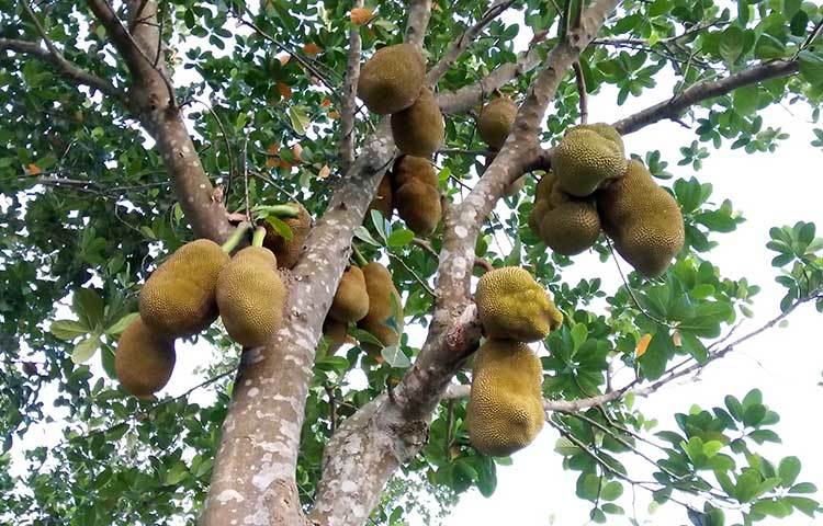 মধুমাস জ্যৈষ্ঠের অন্যতম রসালো ফল হচ্ছে কাঁঠাল। এবারের অ্যালবামের ছবি পাবনা সদর উপজেলার চর আশুতোষপুর থেকে তোলা হয়েছে। ছবি : রুহুল আমিন রয়েল