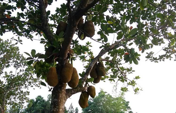 পাবনা সদর এলাকাতে এবছর কাঁঠালের ভালো ফলন হয়েছে। ছবি : রুহুল আমিন রয়েল