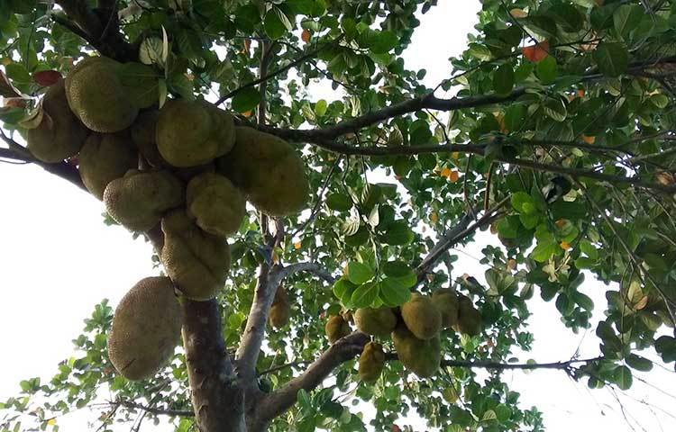 সম্পূর্ণ দেশীয় পদ্ধতিতে এসব কাঁঠাল গাছ রোপণ করা হয়েছে। ফলন ভালো হওয়াতে এলাকার সবাই আনন্দিত। ছবি : রুহুল আমিন রয়েল