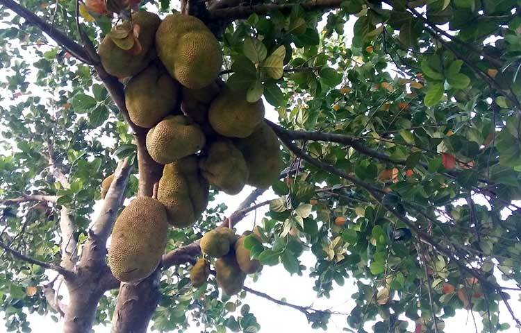 আর কদিন পরেই গাছের এসব কাঁঠাল খাওয়ার উপযোগী হবে। জ্যৈষ্ঠের রসালো এই ফলটি সবার মন ভরাবে। ছবি : রুহুল আমিন রয়েল