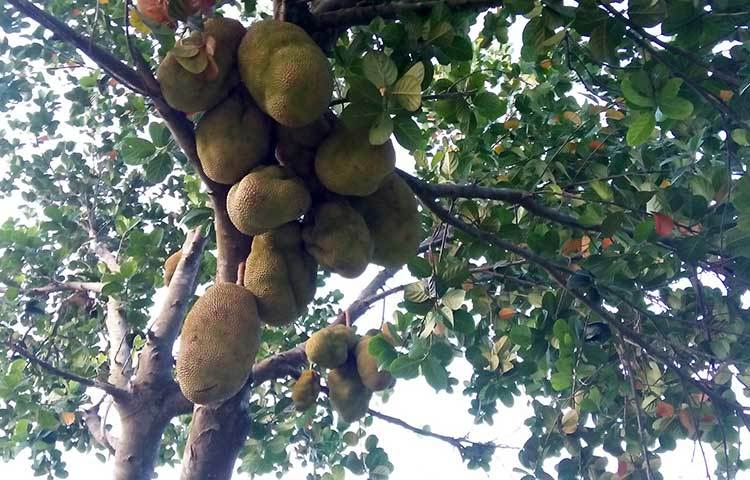কথায় আছে &lsquo;গাছে কাঁঠাল গোঁফে তেল&rsquo;- জ্যৈষ্ঠ মাসে এটি আর কথার কথা থাকে না।&nbsp; গাছে কাঁঠাল দেখলে এ কথা সবাই বলতেই পারে। ছবি : রুহুল আমিন রয়েল