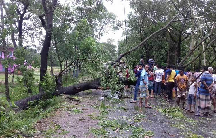 গাছপালা ভেঙ্গে বিদ্যুতের তারের উপর পড়ায় এলাকার বিদ্যুৎ সরবারাহ বন্ধ বয়েছে।