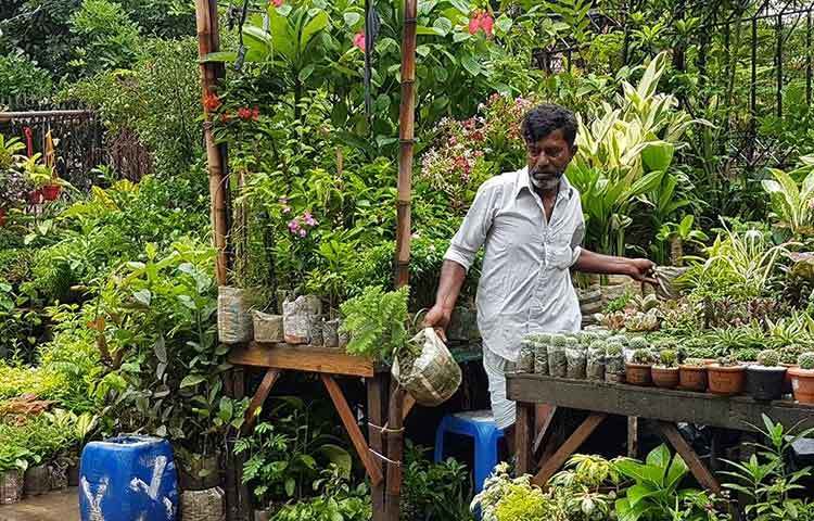 গাছের পরিচর্যা করছেন এই নার্সারির একজন কর্মচারী। প্রতিটি গাছেরই নিবিড় পরিচর্যা করে করে ক্রেতাদের হাতে তুলে দেন।