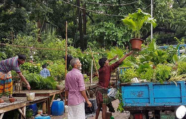 গাছ বিক্রিতে ব্যস্ত নার্সারির লোকজন। বিভিন্ন প্রতিষ্ঠানের পক্ষ থেকে সৌন্দর্য বৃদ্ধির জন্য এই নার্সারি থেকে গাছ কিনে নিয়ে যাওয়া হচ্ছে।