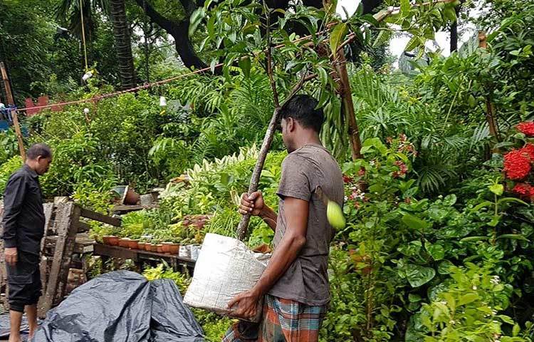 বিভিন্ন জাতের ফুল গাছের পাশাপাশি অনেক ফলের গাছও এই নার্সারীতে পাওয়া যাচ্ছে।