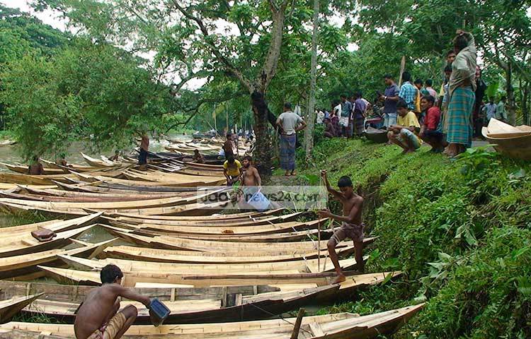 রেইনট্রি, মেহগনি ও কড়াই কাঠের তৈরি হাটে আসা নৌকাগুলো এলাকার প্রায় আধা কিলোমটির জায়গা জুড়ে খালে ও কূলে বিস্তৃতি ঘটে। ছবি : হাসান মামুন