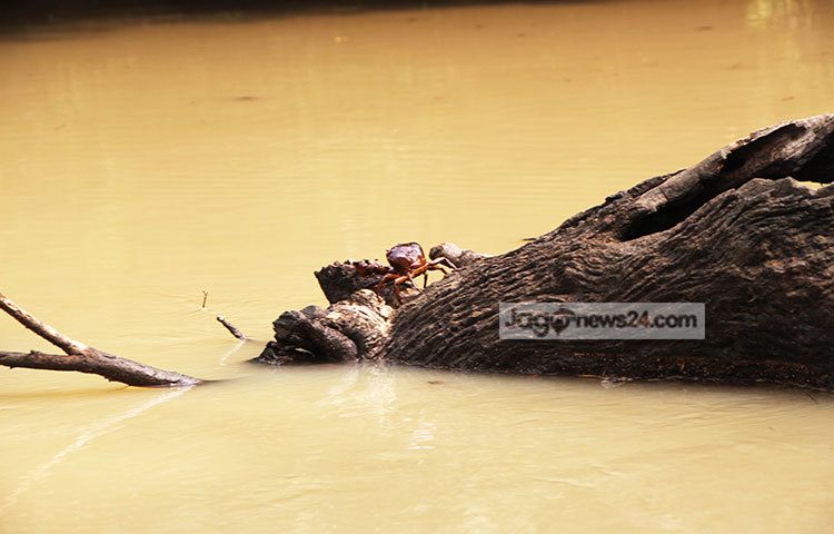 বিশাল জলাভূমির মধ্যে কোমর ডুবিয়ে দাঁড়িয়ে থাকা সারি সারি গাছের একটি জঙ্গল। ডালে ডালে ঘুরে বেড়ায় নানা প্রজাতির পাখি আর বন্যপ্রাণীরা। ছবি : রবিউল ইসলাম পলাশ