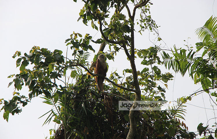 রাতারগুলের গাছের ডালে বসে আছে একটি পাখি। ছবি : রবিউল ইসলাম পলাশ