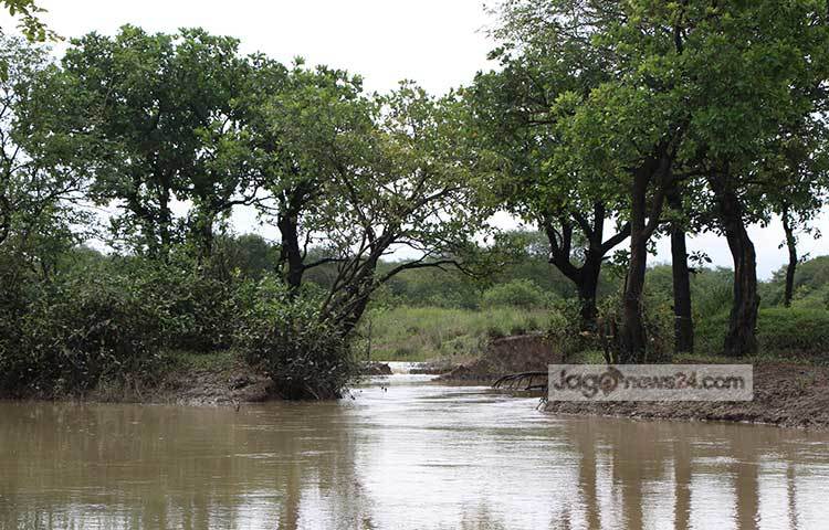 সিলেটের গোয়াইনঘাট উপজেলার ফতেহপুর ইউনিয়নে অবস্থিত জলের এ বনের নাম রাতারগুল। রাতারগুল দেশের একমাত্র &lsquo;ফ্রেশওয়াটার সোয়াম্প ফরেস্ট&rsquo; বা জলাবন। ছবি : রবিউল ইসলাম পলাশ