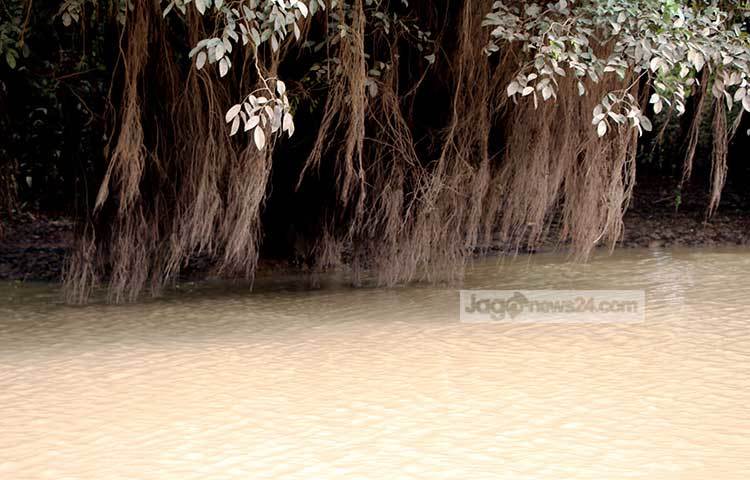 রাতারগুলের গাছগাছালির বেশির ভাগ অংশই বছরে চার থেকে সাত মাস থাকে পানির নিচে। ছবি : রবিউল ইসলাম পলাশ