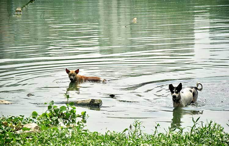 মানুষের পাশাপাশি পশুপাখিও গরমে অতিষ্ট হয়েছে। হাতিরঝিলের পানিতে একটু শীতল ছোঁয়া পেতে কুকুরও চেষ্টা চালাচ্ছে। ছবি : মাহবুব আলম