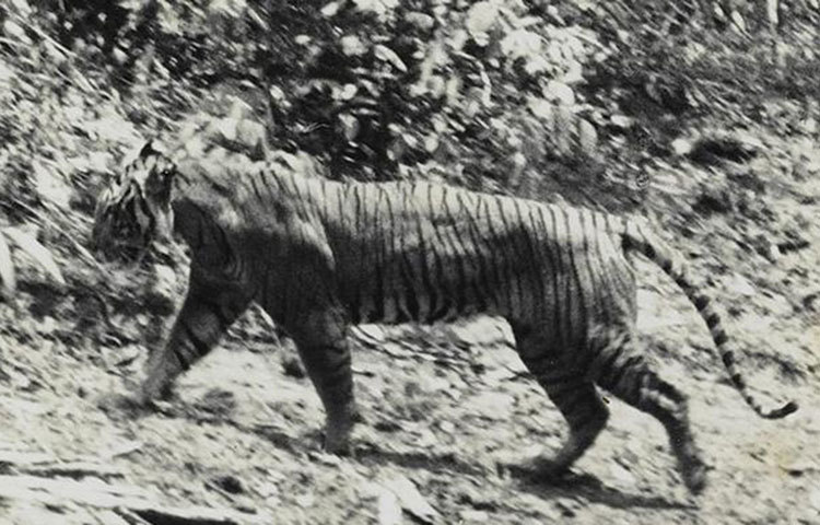 কমে আসছে সংখ্যা : এক শতাব্দী আগেও তুরস্ক থেকে চীন পর্যন্ত বিস্তৃত বনাঞ্চলে প্রায় এক লাখ বাঘ ঘুরে বেড়াত। কিন্তু এখন তাদের সংখ্যা খুবই কমে গেছে। নয় প্রজাতির বাঘের মধ্যে তিনটিই এখন বিলুপ্তি। এই ছবিতে জাভা বাঘকে দেখা যাচ্ছে, যা ইতিমধ্যে বিলুপ্ত হয়ে গেছে।