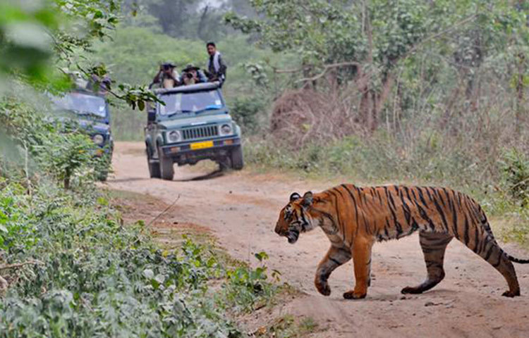 কেন হুমকির মুখে বাঘ : আবাসস্থল হারানো একটি প্রধান কারণ। নগরায়ণ এবং কৃষিজমির উপর মানুষের নির্ভরশীলতা বাড়ার কারণে বাঘেরা তাদের আবাস হারিয়েছে ৯৩ ভাগ।