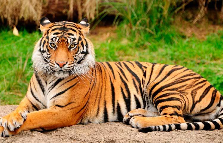 জলবায়ু পরিবর্তন : বাংলাদেশের বিশাল একটা অংশ জুড়ে রয়েছে সুন্দরবন ম্যানগ্রোভ অরণ্য। তবে জলবায়ু পরিবর্তনের কারণে সমুদ্রের পানির উচ্চতা বাড়ছে। ফলে বাঘের আবাসস্থল হারিয়ে যাচ্ছে।