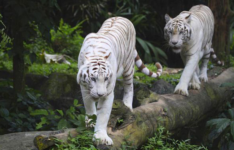 বাঘ বাঁচাও : কনজারভেশন গ্রুপ ২০২২ সালের মধ্যে বিশ্বে বাঘের সংখ্যা দ্বিগুণ করার লক্ষ্যমাত্রা ঠিক করেছে। এই গ্রুপপটি বাঘ রক্ষায় নান কার্যক্রম চালিয়ে যাচ্ছে।