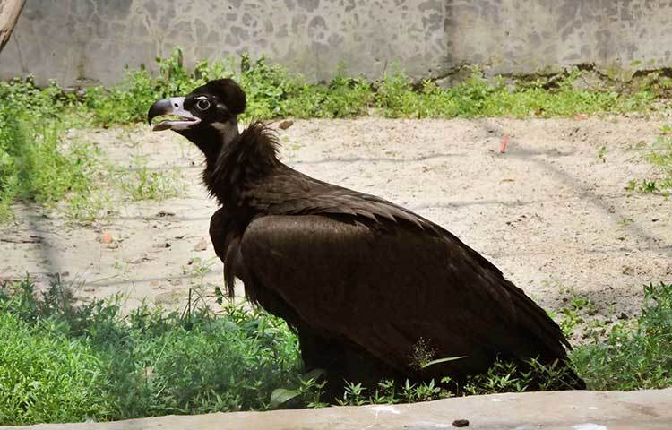 ঢাকা চিড়িয়াখানা ঘুরে দেখা গেছে গরমের কারণে বিভিন্ন ধরনের পশুপাখি নিশ্চুপ হয়ে আছে। ছবি : বিপ্লব দিক্ষিৎ
