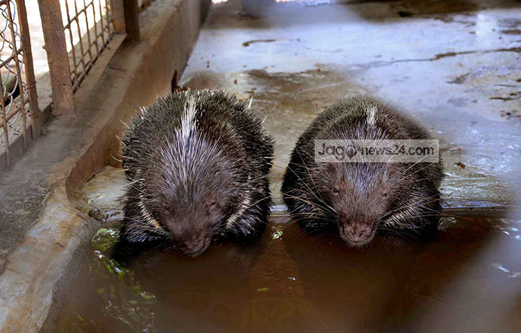 গরমের দিশেহারা হয়ে সজারু পানি পান করছে। ছবি : বিপ্লব দিক্ষিৎ