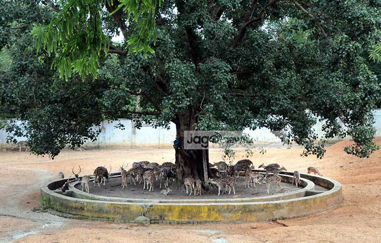 চিড়িয়াখানার হরিণগুলো গাছের ছায়ায় জড়ো হয়েছে। ছবি : বিপ্লব দিক্ষিৎ
