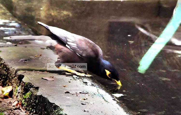 গরমে পিপাসায় কাতর শালিক পানি পান করছে। ছবি : বিপ্লব দিক্ষিৎ