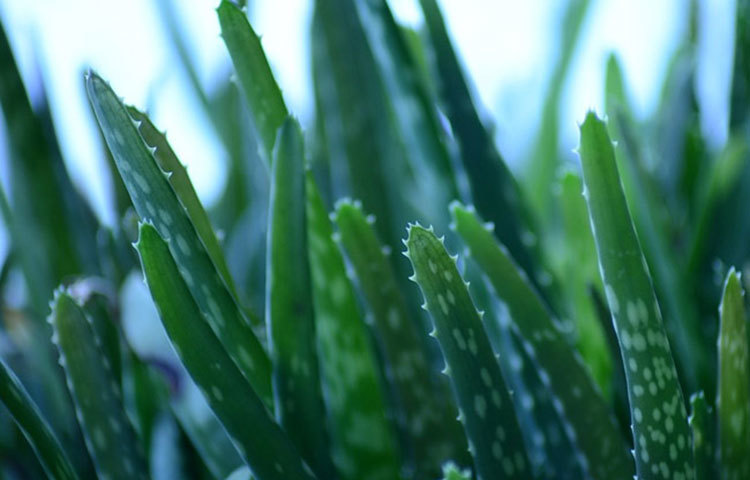 বিভিন্ন ধরনের ভিটামিনে সমৃদ্ধ অ্যালোভেরা, এটি ব্যবহারে মানব দেহ সুস্থ ও সবল থাকে।