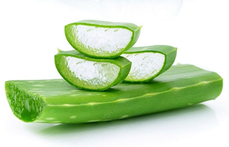 যে কোনো ব্যাকটেরিয়া, ফাঙ্গাস সংক্রমণ থেকে রক্ষা করে অ্যালোভেরা।