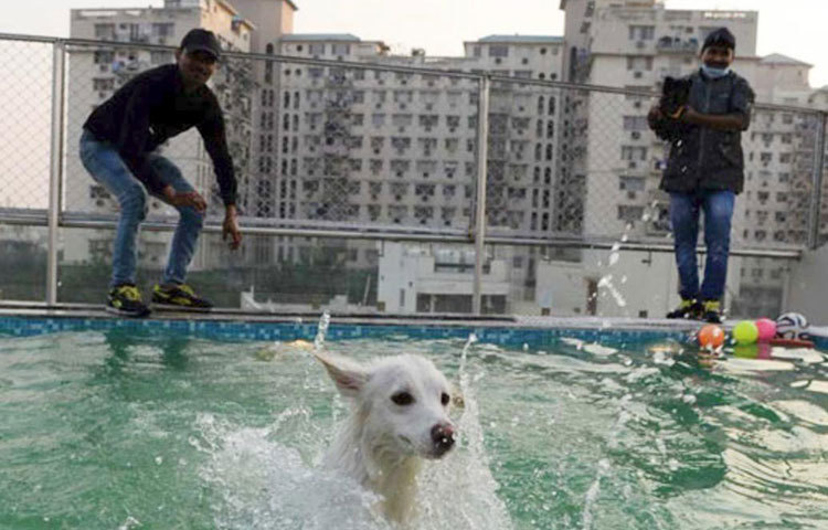 কুকুরের গোসলের জন্যেও এখানে রয়েছে রীতিমতো এলাহি বন্দোবস্ত। ‘ক্রিটারাটি’-তে রয়েছে ‘রুফ টপ সুইমিং পুল’, যেখানে দুতিন জন হোটেল কর্মীর তত্বাবধানে গোসল করবে কুকুর।