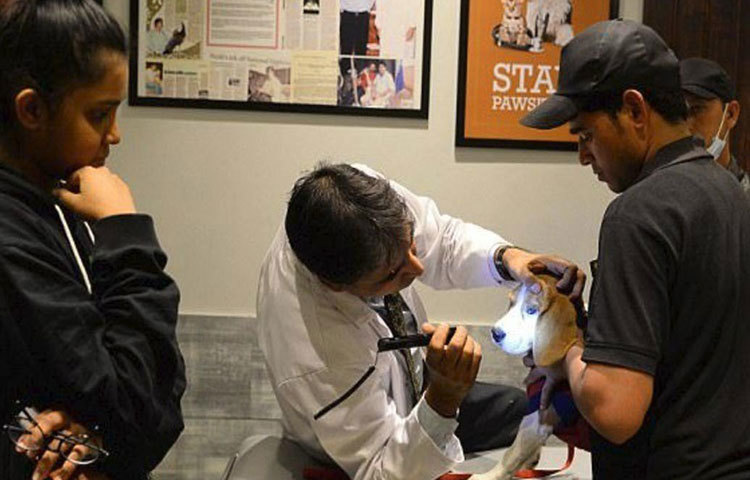 কুকুরের দেখভালের জন্য হোটেলেই রয়েছে একটি ভেট ক্লিনিক, যা চব্বিশ ঘণ্টা খোলা থাকবে। একটি অপারেশন থিয়েটার তৈরিরও কাজ চলছে।