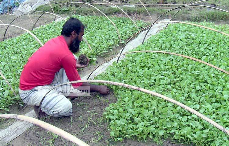 জয়পুরহাট সদর উপজেলার গনকবাড়ী এলাকার হারুন অর রশিদ শীতকালীন সবজি উৎপাদন না করে, শুধুমাত্র শীতকালীন সবজির চারা বিক্রি করে হয়েছেন লাখপতি।