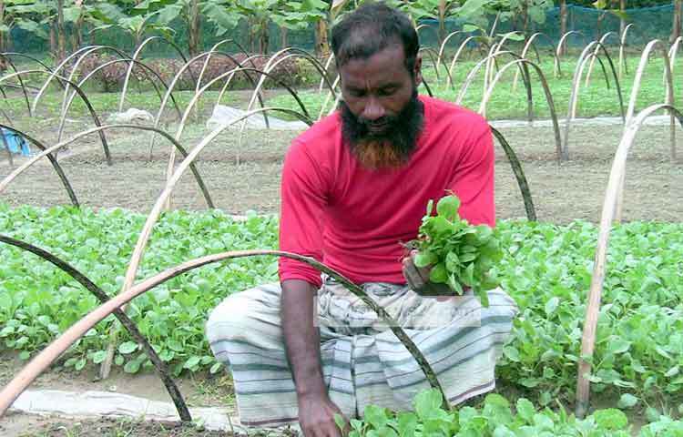হারুন গড়ে তুলেছেন শাহানাজ নামে একটি নার্সারী। নিজের ক্ষেতে কাজ করছেন তিনি।