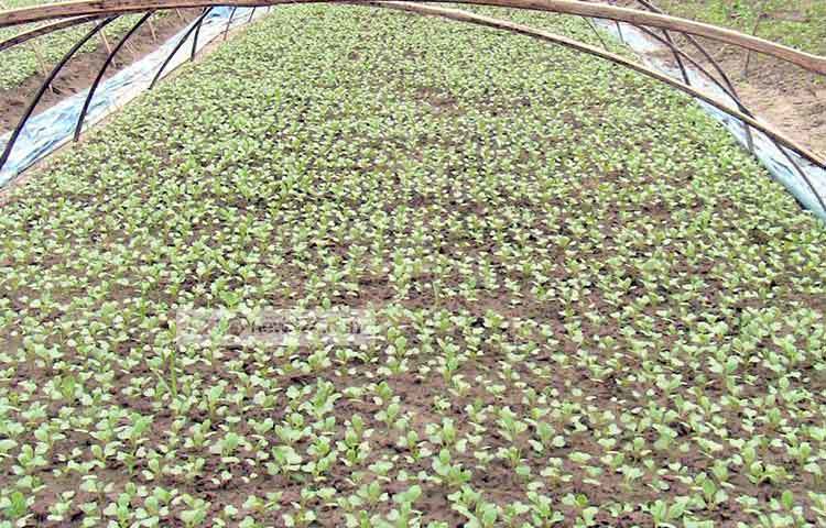 সবজির চারার বেড। প্রতিদিন হারুন চারার যত্ন নেন।