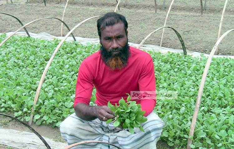 সরেজমিনে গনকবাড়ী এলাকায় গিয়ে হারুনের সাথে কথা বলে জানা যায়, সবজির চারার ব্যবসা শুরু করার আগে হারুন ফেরি করে মুরগি ও কলার ব্যবসা করতেন।