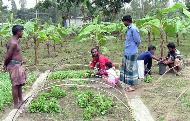 সবজির চারা বিক্রি করছেন হারুন। এই কাজ করে তিনি এখন স্বাবলম্বী।