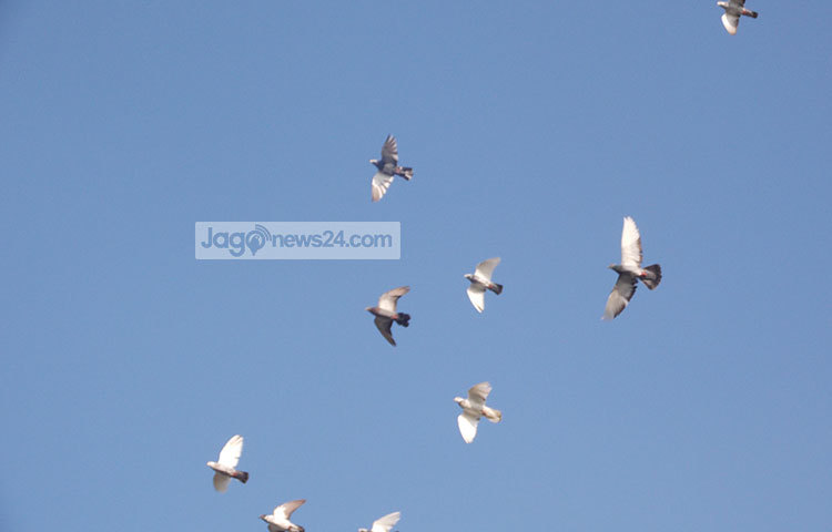 মনে হচ্ছে পায়রারা উড়ে উড়ে আকাশ ছোঁবে। ছবি : রবিউল ইসলাম পলাশ
