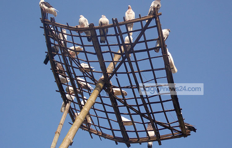 আমাদের দেশে গ্রামে কিংবা শহরে অনেকেই শখ করে পায়রা পোষে। ছবি : রবিউল ইসলাম পলাশ