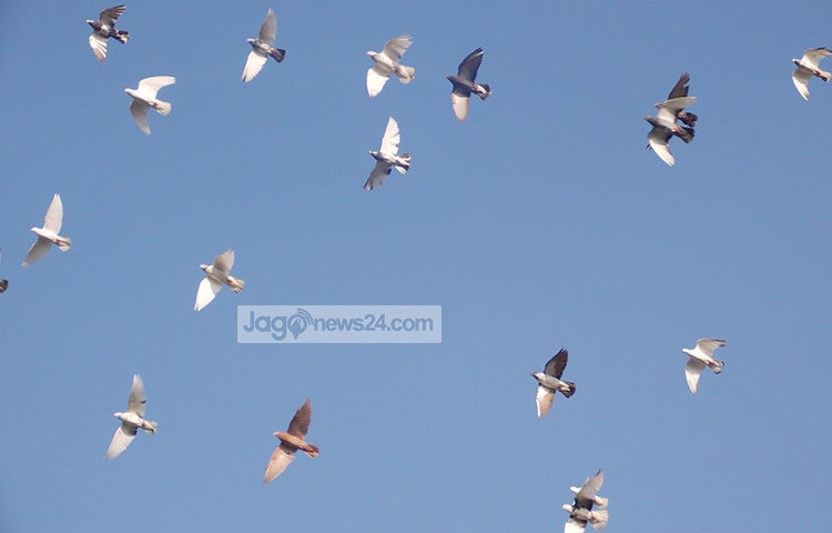 ঝাঁকে ঝাঁকে পায়রা উড়ে যাচ্ছে। ছবি : রবিউল ইসলাম পলাশ