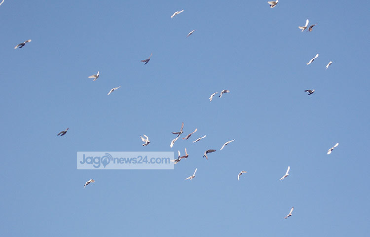 পায়রারা অনেক দূরে উড়ে গিয়ে আবার আপন ঠিকানায় ছুটে আসে। ছবি : রবিউল ইসলাম পলাশ