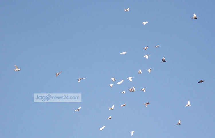 প্রাচীনকালে পায়রা দিয়ে চিঠিপত্র বহন করা হতো। এখনকার মানুষের কাছে একথা যেন কল্পকাহিনি। ছবি : রবিউল ইসলাম পলাশ