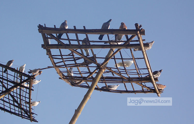 সুদূরে উড়ে যাওয়ার অপেক্ষায় বসে আছে এই পায়রার দল। ছবি : রবিউল ইসলাম পলাশ