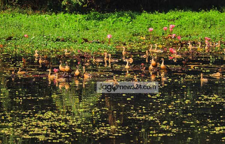 শীতের শুরু থেকেই জাহাঙ্গীরনগর বিশ্ববিদ্যালয় ক্যাম্পাস এসব অতিথি পাখির কলকাকলিতে মুখর হয়ে যায়। ছবি : হাফিজুর রহমান